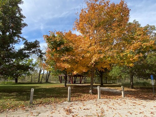 A vibrant autumn scene featuring a large tree with orange leaves in a park, with a gazebo in the background.
