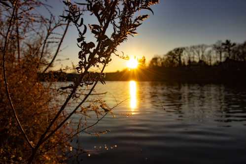 Silhouette of a plant in the foreground with a sunset reflecting on calm water in the background.