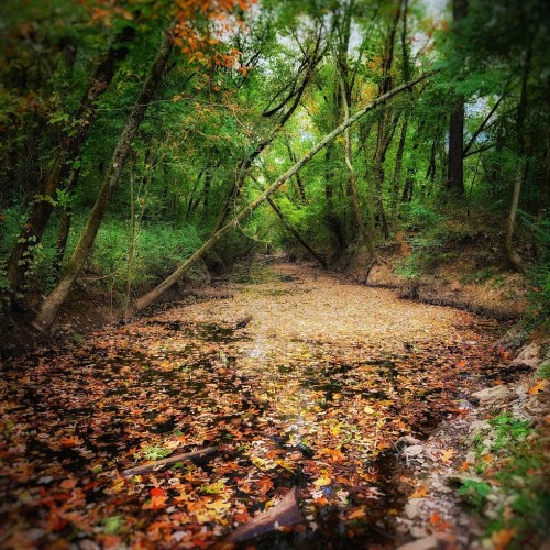 A serene forest scene with a shallow stream covered in colorful autumn leaves, surrounded by lush green trees.