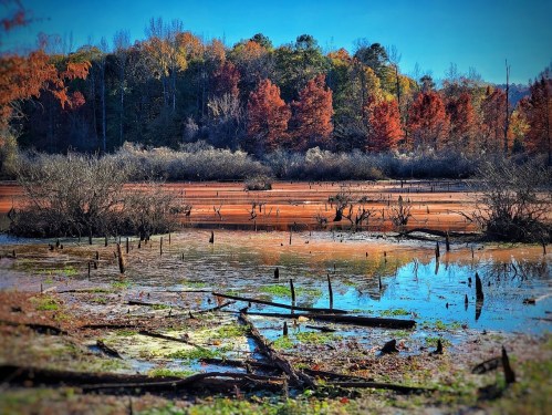 A serene landscape featuring a calm, reflective lake surrounded by autumn foliage and bare tree stumps.