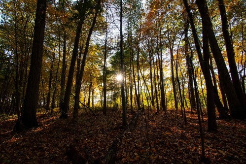 Sunlight filters through trees in a vibrant autumn forest, casting warm hues on the ground covered in fallen leaves.