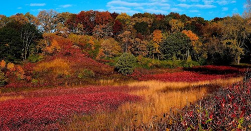 Vibrant autumn landscape with red foliage, golden grasses, and colorful trees under a blue sky with scattered clouds.
