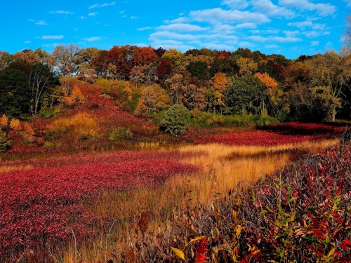 Vibrant autumn landscape with red and golden foliage under a blue sky with scattered clouds.