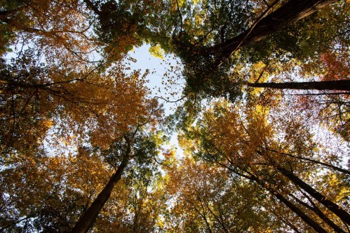 Looking up at a canopy of autumn trees with vibrant orange and green leaves against a clear blue sky.
