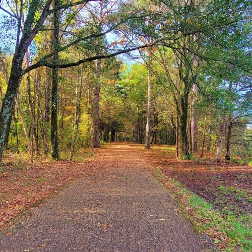 A serene path through a forest, lined with trees and fallen leaves, under a clear blue sky.