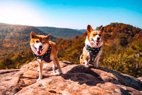 Two dogs, a Shiba Inu and a Corgi, wearing bandanas, stand on a rocky outcrop with a scenic mountain backdrop.