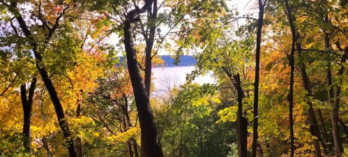 A serene forest scene with vibrant autumn leaves and a glimpse of water in the background.