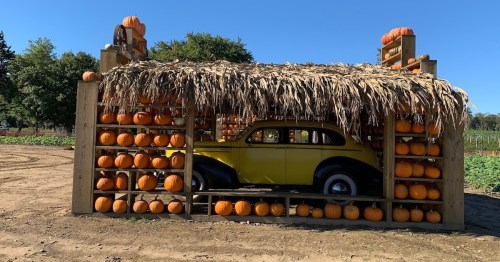 A vintage yellow car is displayed under a straw roof, surrounded by pumpkins in a farm setting.
