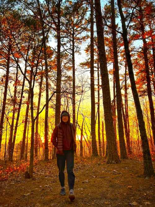 A person walks through a forest at sunset, surrounded by tall trees and vibrant orange and yellow hues in the sky.