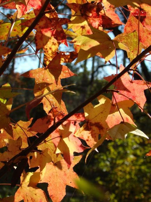 Close-up of vibrant autumn leaves in shades of red, orange, and yellow against a blurred natural background.