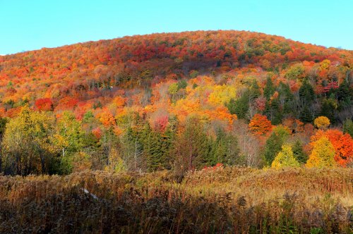 Vibrant autumn foliage covers a hillside, showcasing shades of orange, red, and yellow against a clear blue sky.