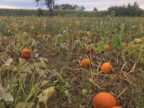 A pumpkin patch with several orange pumpkins among green vines and plants, set against a cloudy sky.