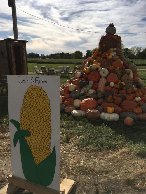 A colorful display of pumpkins and gourds stacked high, with a sign for Circle S Farms in the foreground.