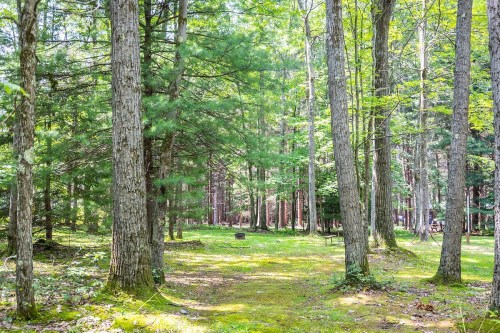 A serene forest scene with tall trees and a grassy clearing, dappled sunlight filtering through the leaves.