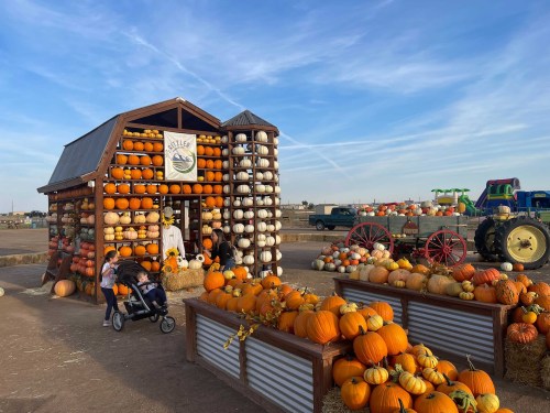 A pumpkin patch with a wooden display of pumpkins, a small barn, and families enjoying the autumn scenery.