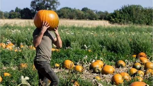 A person carries a large pumpkin on their head in a pumpkin field, surrounded by many pumpkins and greenery.