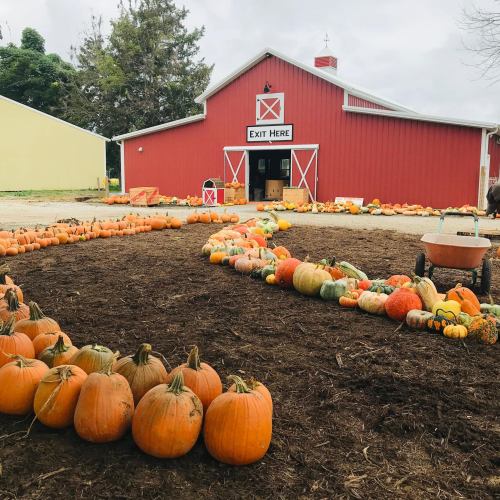 A red barn surrounded by pumpkins and gourds, with a path leading to an exit sign. Overcast sky in the background.