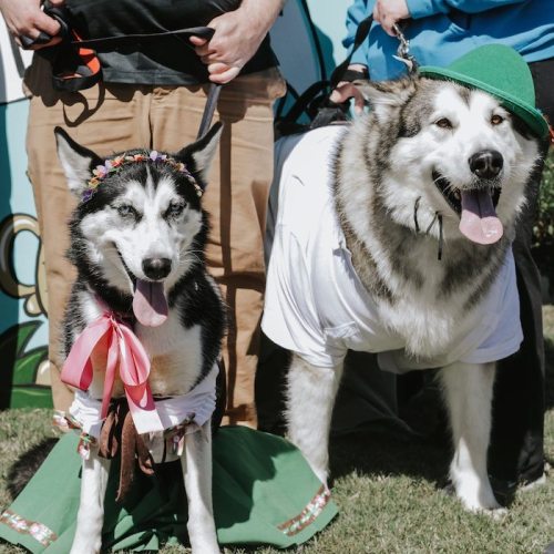 Two dressed-up dogs stand on grass, one in a floral crown and bow, the other in a white shirt and green hat.
