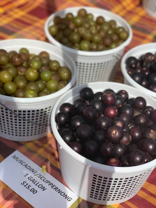 Four baskets of muscadine and scuppernong grapes in green and dark purple, displayed on a checkered tablecloth.