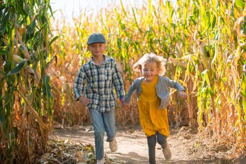 Two children run joyfully through a cornfield, surrounded by tall stalks and bright sunlight.