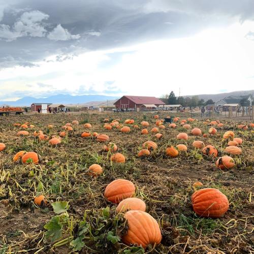 A pumpkin patch with numerous pumpkins scattered across the field under a cloudy sky and distant buildings.