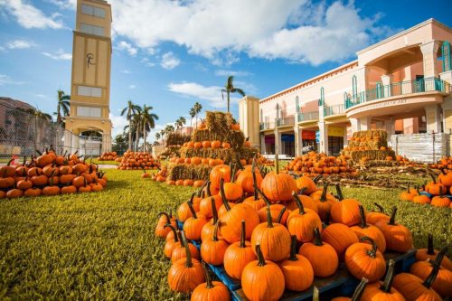 A vibrant pumpkin patch with numerous pumpkins and hay bales, set against a blue sky and palm trees.