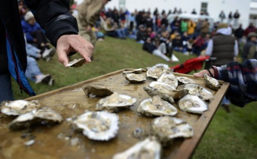 A tray of oysters is being served to a crowd gathered on a grassy area, with people seated in the background.