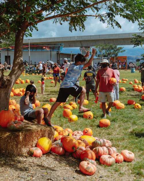 A lively pumpkin patch scene with people jumping and playing among pumpkins under a tree on a sunny day.