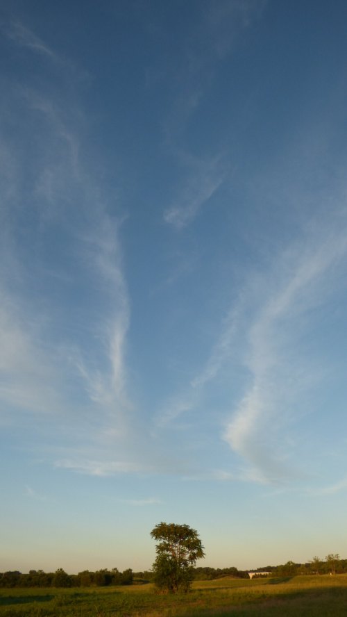 A clear blue sky with wispy clouds above a solitary tree in a grassy field.