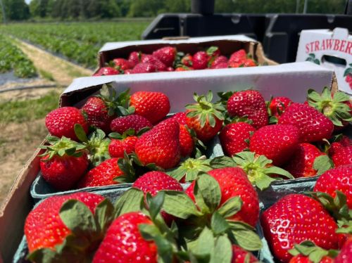 Freshly picked strawberries in green containers, with a field of strawberry plants in the background.