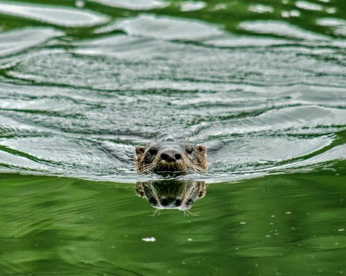 An otter surfaces in calm water, creating ripples and reflecting its image on the water's surface.