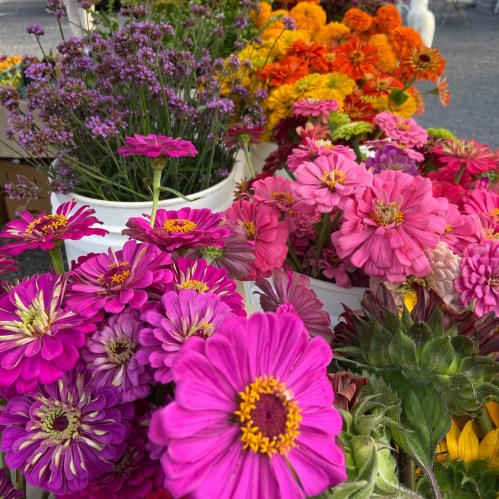 A vibrant display of colorful flowers, including pink, orange, and purple blooms, arranged in white pots.