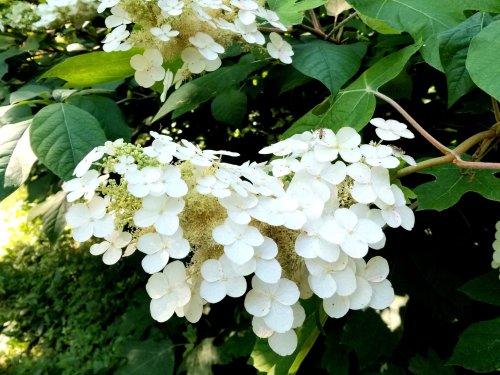 A cluster of white hydrangea flowers surrounded by green leaves, creating a lush, vibrant scene.
