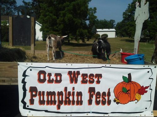 Two goats stand on a hay-covered trailer in front of a banner for the "Old West Pumpkin Fest."
