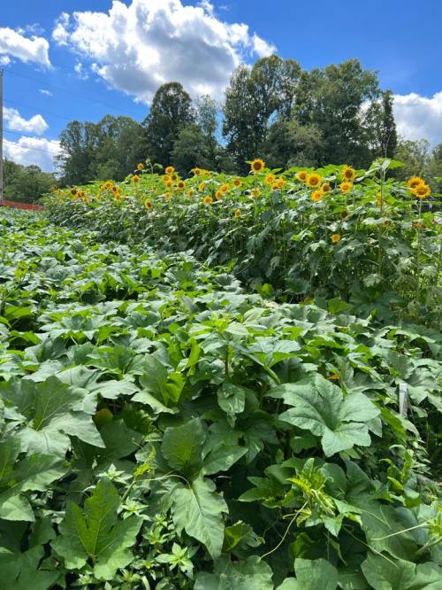 A vibrant field of sunflowers stands tall against a blue sky, surrounded by lush green leaves and trees in the background.