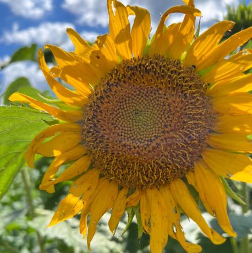 A close-up of a vibrant sunflower with bright yellow petals and a textured brown center against a blue sky.