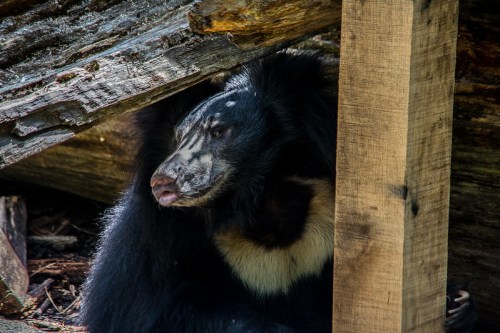A bear with a distinctive face resting under a wooden structure, surrounded by logs and natural debris.