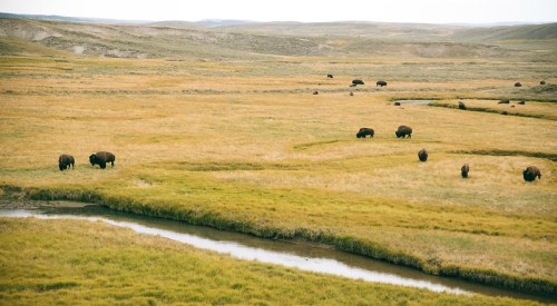 A wide landscape featuring a grassy field with several bison grazing near a winding stream.