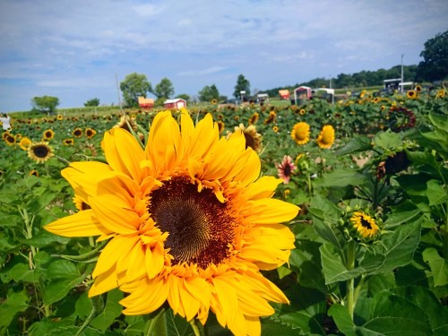 A vibrant sunflower in the foreground with a field of sunflowers and a cloudy sky in the background.
