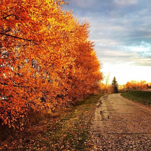 A scenic path lined with vibrant orange trees under a cloudy sky, showcasing the beauty of autumn.