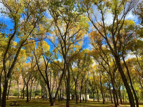 A serene landscape of tall trees with autumn leaves under a blue sky, with a glimpse of a building in the background.