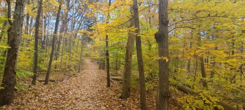 A serene forest path lined with trees displaying vibrant autumn leaves and a carpet of fallen leaves on the ground.