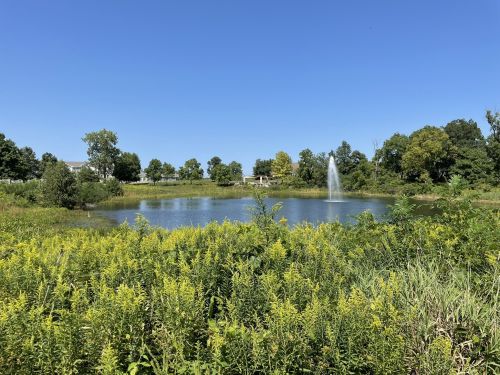 A serene pond surrounded by greenery, with a fountain and clear blue sky in the background.