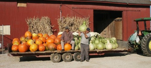 Two farmers stand beside a trailer loaded with various pumpkins and gourds in front of a red barn.