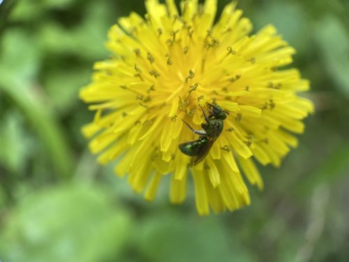 A close-up of a green bee on a bright yellow dandelion flower, surrounded by green foliage.