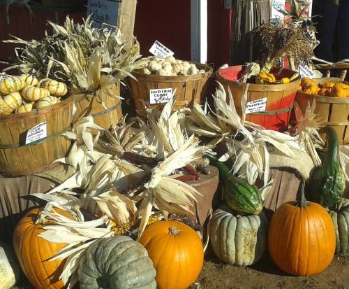 Baskets of colorful gourds and pumpkins displayed at a market, surrounded by dried corn husks.