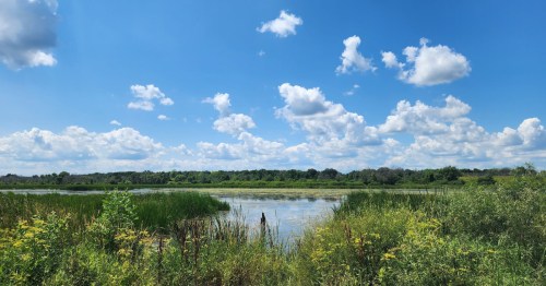 A serene wetland scene with lush greenery, a calm water surface, and a bright blue sky dotted with fluffy clouds.
