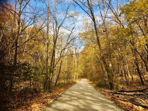 A serene pathway through a forest with autumn foliage and a clear blue sky.