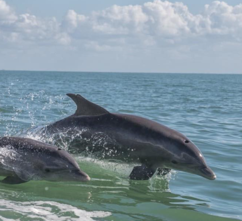 Two dolphins swim playfully in the ocean, with a clear blue sky and fluffy clouds in the background.