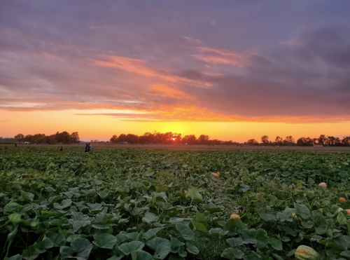 A vibrant sunset over a lush field, with silhouettes of trees and people in the distance among green foliage.